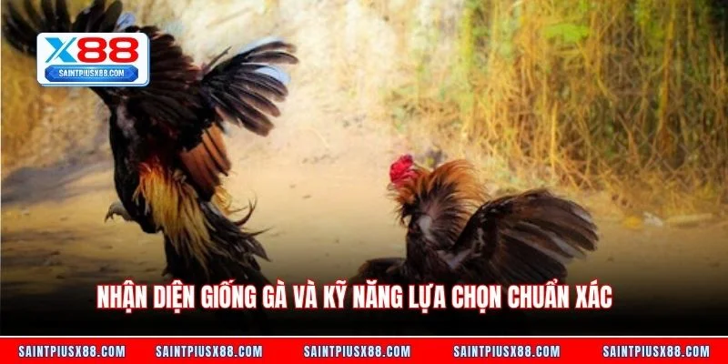 Nhận diện giống gà và kỹ năng lựa chọn chuẩn xác